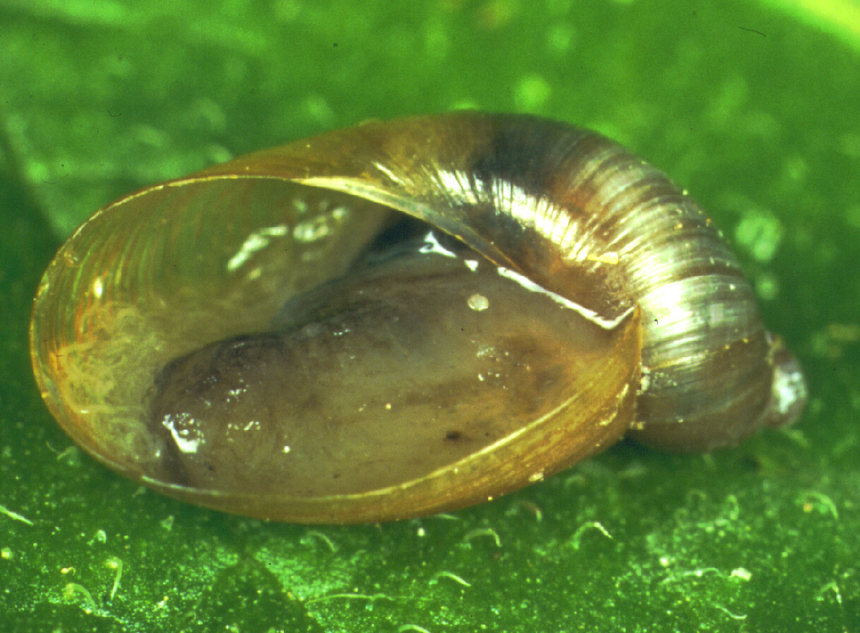 Oxyloma elegans killed by Nemaslug. Courtesy and © Nigel Cattlin/FLPA